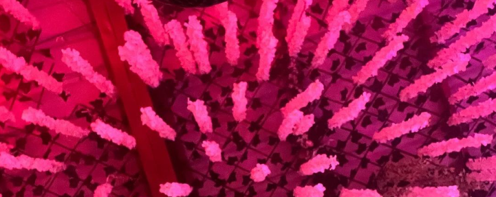 Hinata - Official Page